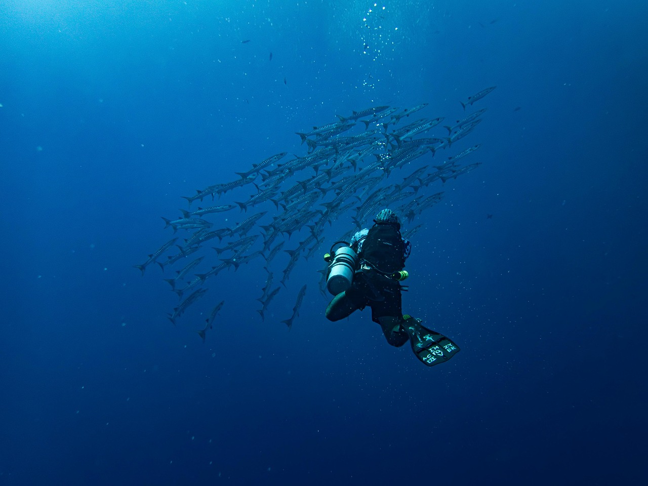 Deep Dive: Scuba Certification